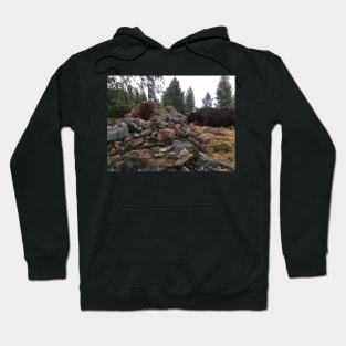 Scottish Highland Cattle Bulls 2083 Hoodie